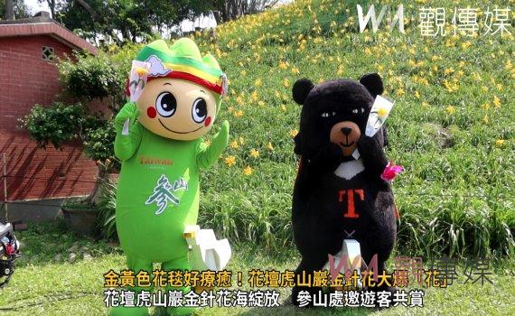 (有影片)/金黃色花毯好療癒!花壇虎山巖金針花大爆「花」