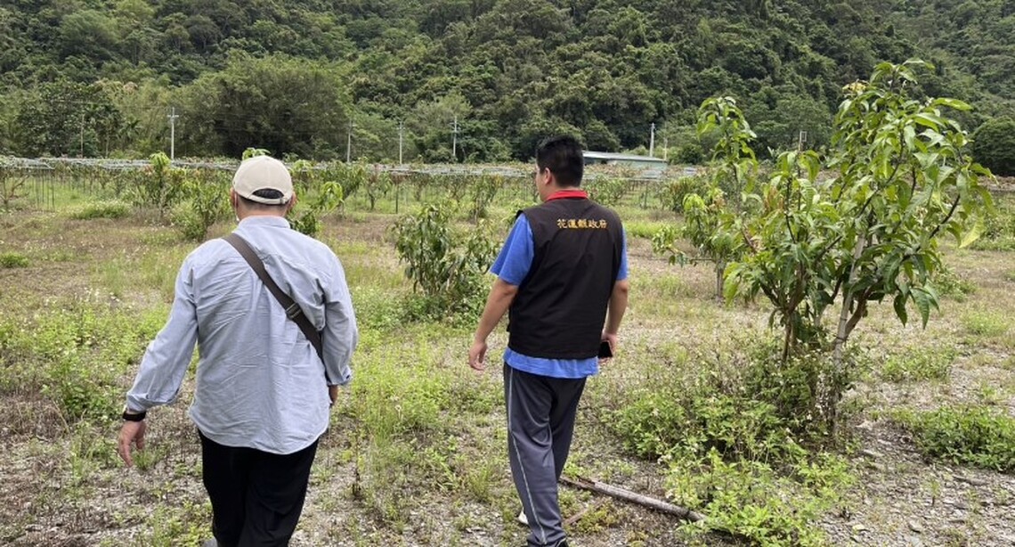花蓮縣政府組勘災小組現勘卓溪鄉及玉里鎮改良種芒果 爭取現金救助