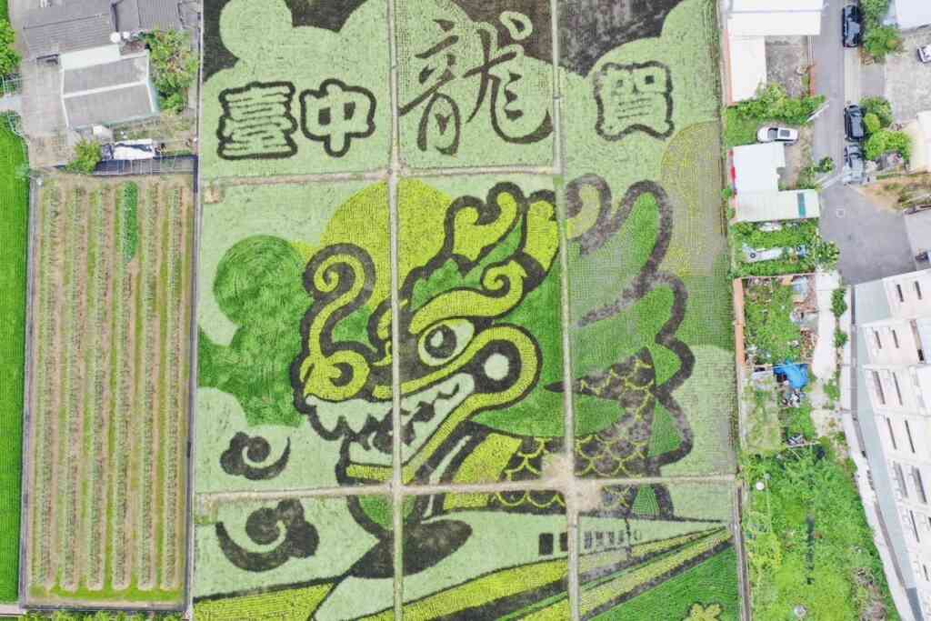 ▲台中市外埔稻田彩繪面積約1.25公頃,以4種顏色組成,彩繪稻田圖樣呼應2024中台灣元宵燈會「台中龍賀」主題,以台語諧音「樣樣好」,傳達台中樣樣好的美好生活意象。(台中市農業局提供)