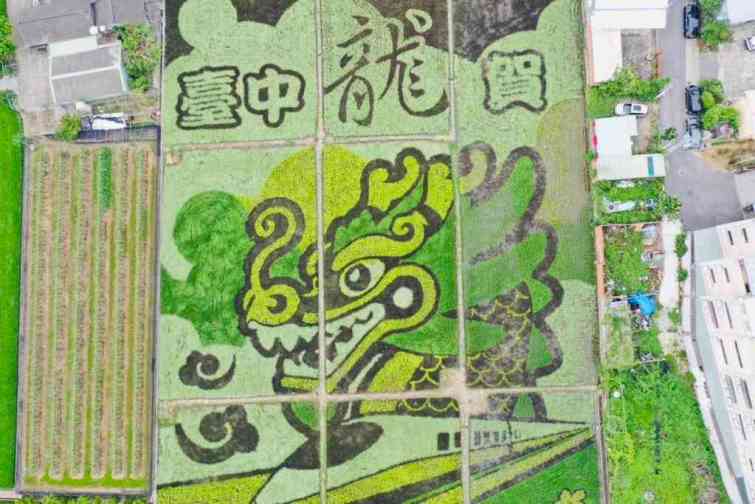 ▲外埔稻田彩繪以其獨特的農村景觀搭配油桐花生態步道，為遊客們打造了一個漫遊自然的詩意之旅，最佳觀賞期將落在5月上旬，歡迎民眾前往觀賞。（台中市農業局提供）
