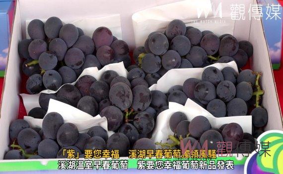 (有影片)/紫色鑽石的奇蹟「紫」要您幸福 溪湖早春葡萄獨領風騷