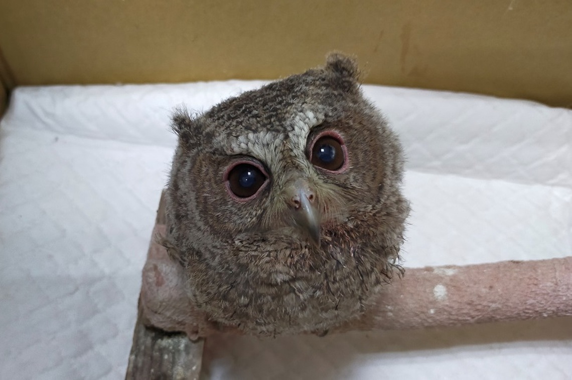 領角鴞幼鳥落巢怎麼辦？動物園呼籲民眾勿撿拾飼養