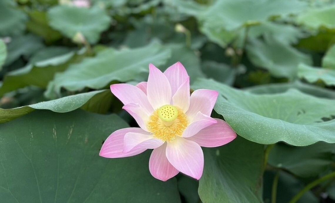 台南白河蓮花季熱鬧登場