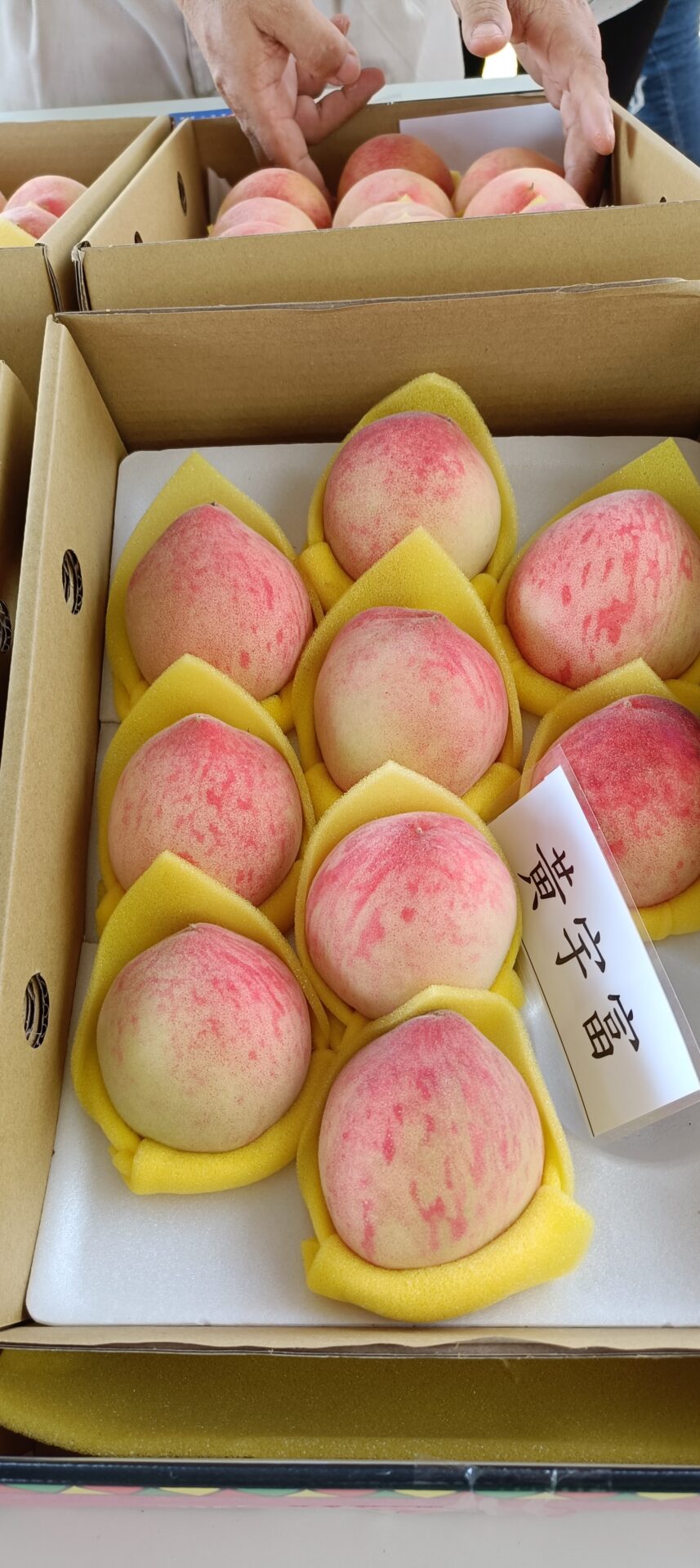 甜美多汁的那瑪夏水蜜桃　高雄夢時代廣場開售