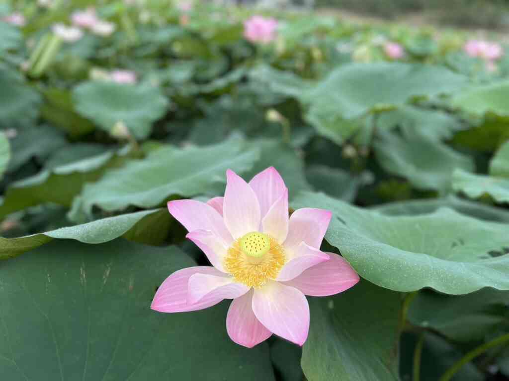 ▲蓮花盛花期為5月至6月,今年蓮田種植面積約200公頃,主要分佈於大竹、詔豐、廣蓮、竹門等里。(台南市政府提供)