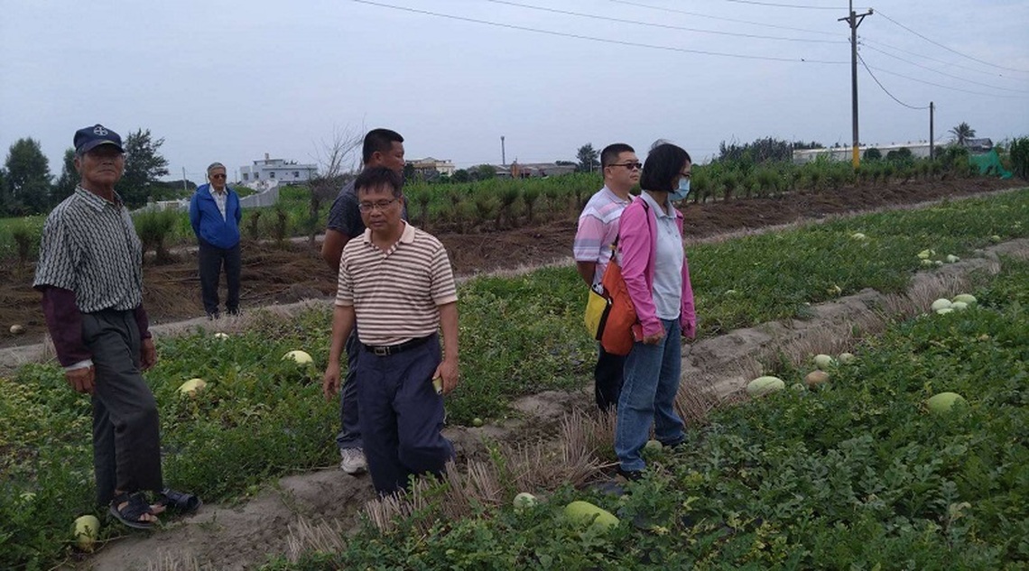 沿海地區西瓜受豪雨影響致裂果腐爛 縣府勘查建議中央救助
