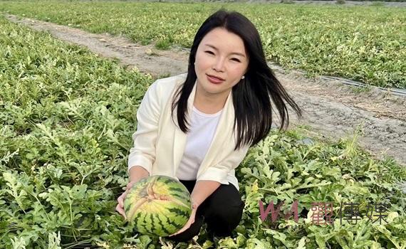 雲林西瓜因氣候多變裂果災情　張嘉郡促農糧署啟動救助程序