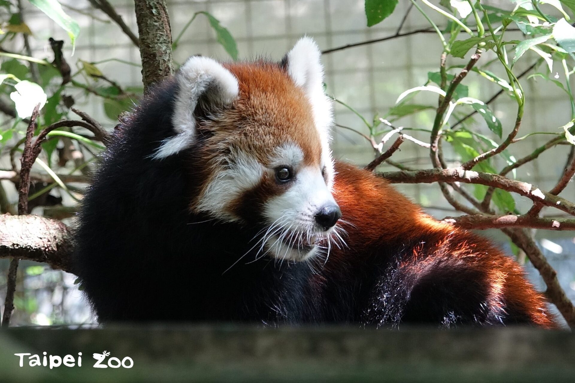 台北動物園悼念小貓熊「美可」逝世　「未來」接棒迎客