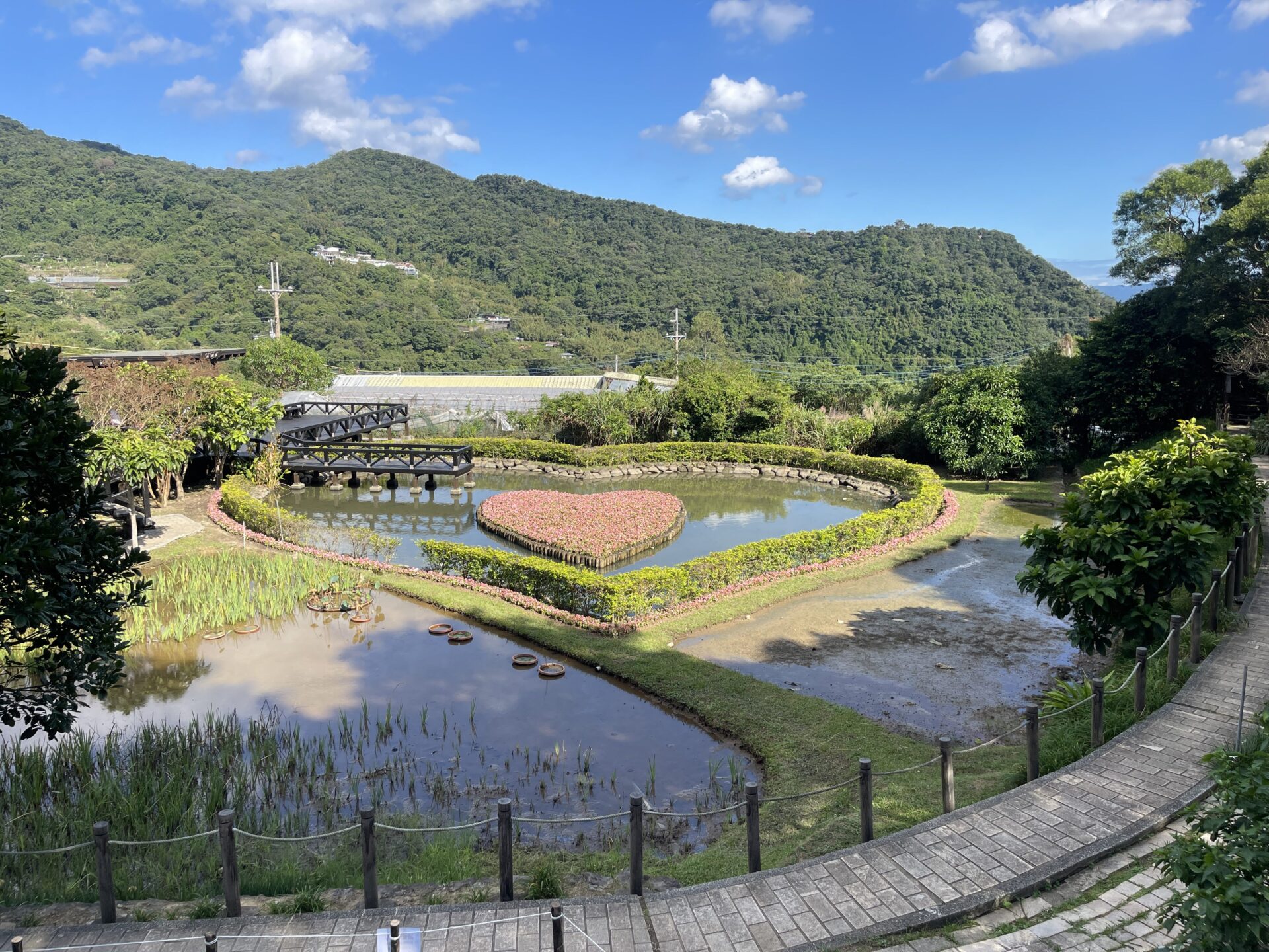 春夏交替天使降臨！　白石湖後湖溼地鐵炮百合陸續綻放