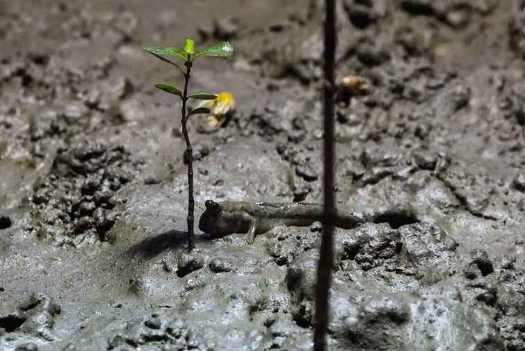 ▲在扇鹽地景園區生態觀察步道上近距離觀察，即可看到各種招潮蟹，加上活跳跳彈塗魚，是假日帶小朋友來觀賞生態的好地方。（台南市政府提供）