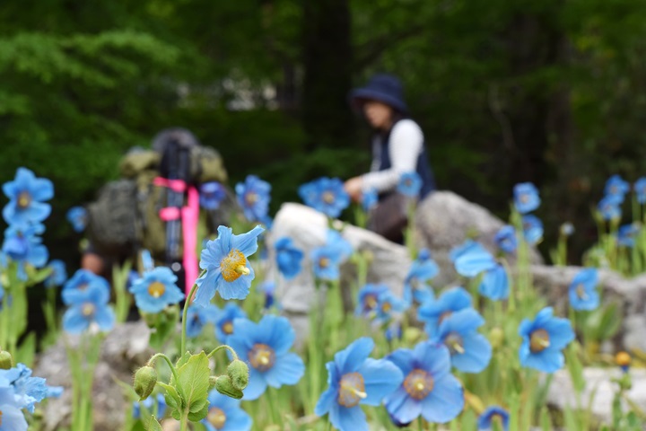 生長在喜馬拉雅高山的藍罌粟,在日本神戶也看得到。 圖:神戶觀光局/提供
