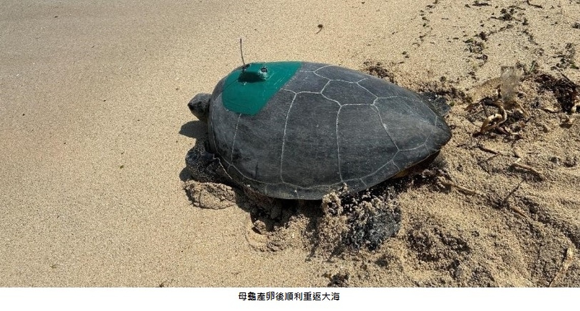 溫馨母親節 母龜回小琉球產卵 衛星發報器掌握洄游動態