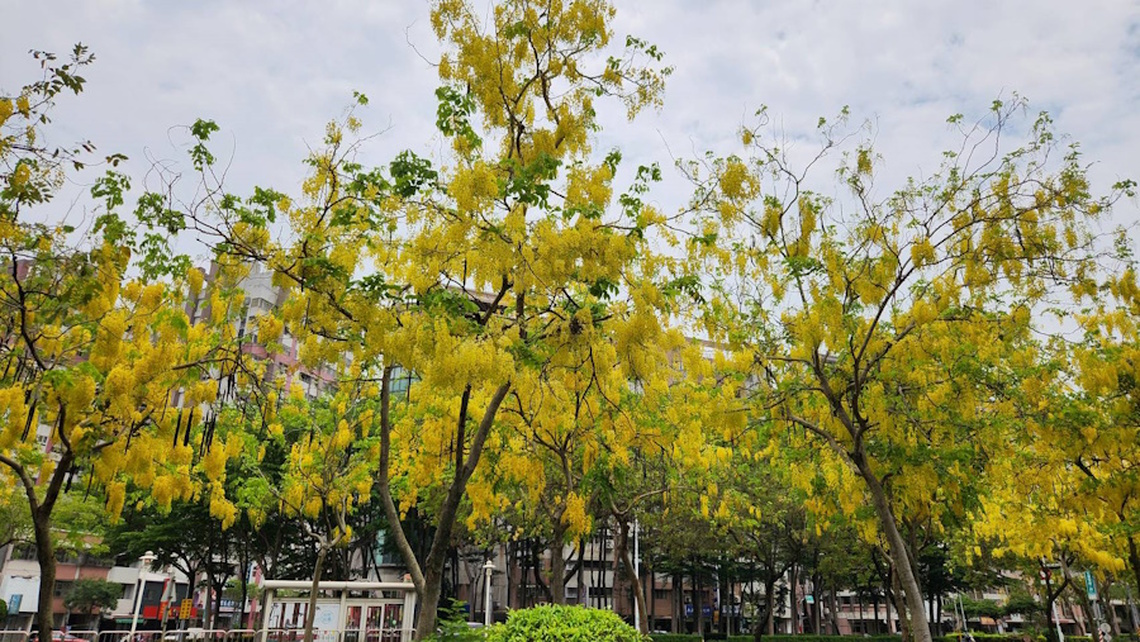 六月浪漫黃金雨 阿勃勒盛開迎親子遊嘉
