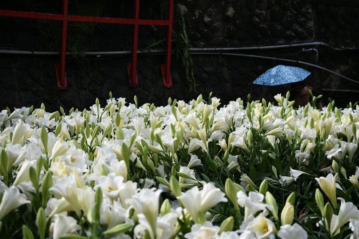 同心池畔鐵炮百合花盛開照。 圖:台北市政府工務局大地工程處/提供
