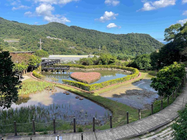 賞花快報!白石湖後湖溼地 鐵炮百合陸續綻放