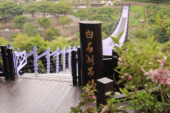 賞花快報!白石湖後湖溼地 鐵炮百合陸續綻放