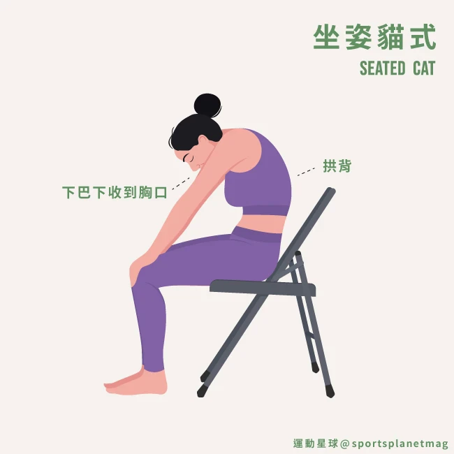 2. 坐姿貓式(Seated Cat)