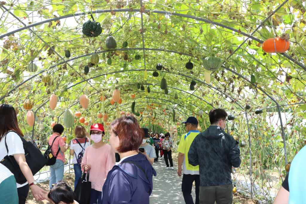 ▲南瓜季活動架設200公尺長的南瓜隧道,各種南瓜在棚架上爭奇鬥艷,吸引遊客觀賞。(苗栗縣政府提供)