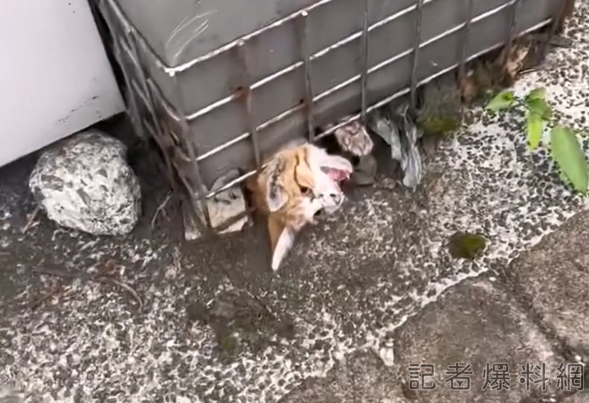 翻攝我是板橋人