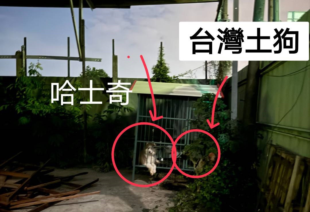 ▲圖說：黃嫌租用廢墟鐵皮屋打造成製毒工廠，並豢養2隻大型犬看守               （圖／台中市政府提供）