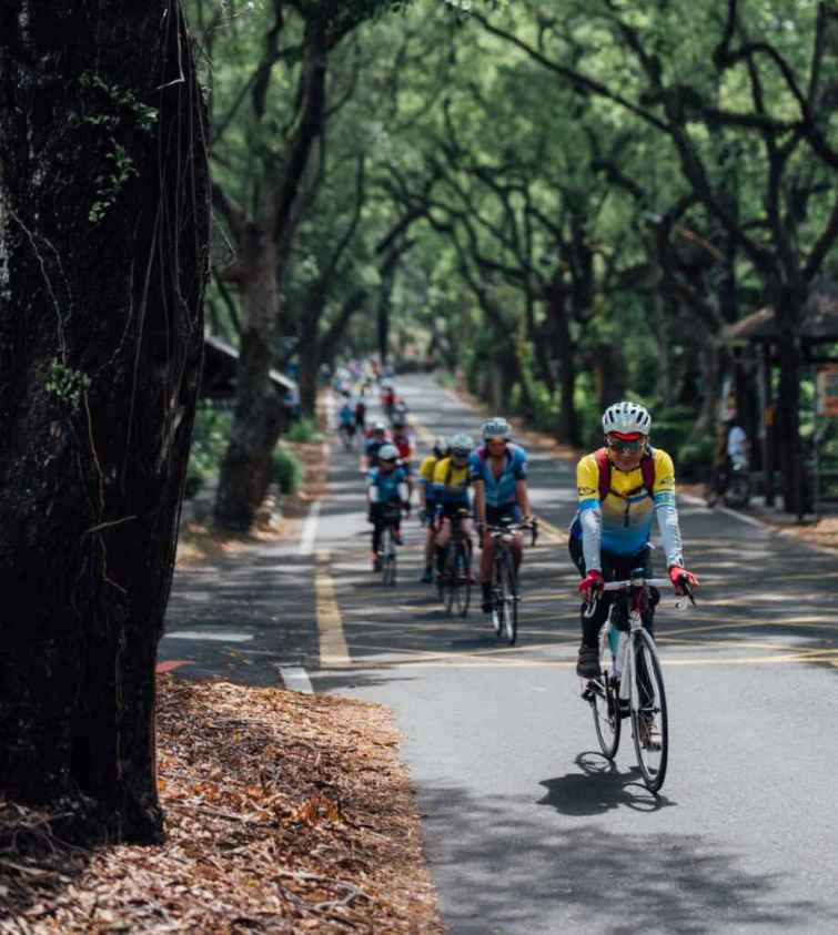 ▲臺灣最美麗的綠色隧道，在集集，非常適合長途騎車旅遊。（記者魏冠中翻攝）
