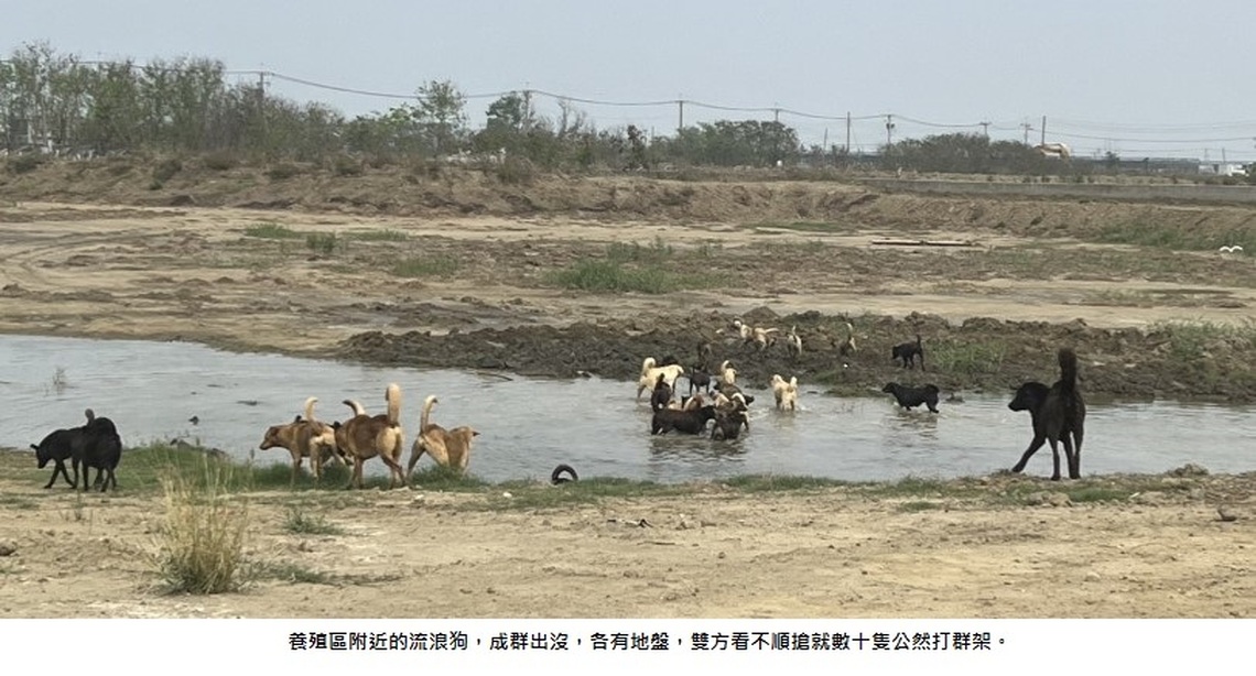 養殖區流浪狗打群架場面超震撼