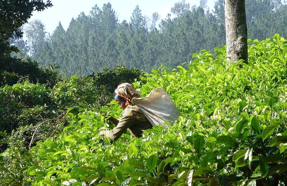 聯合國農糧組織舉辦品茶活動 慶祝國際茶日