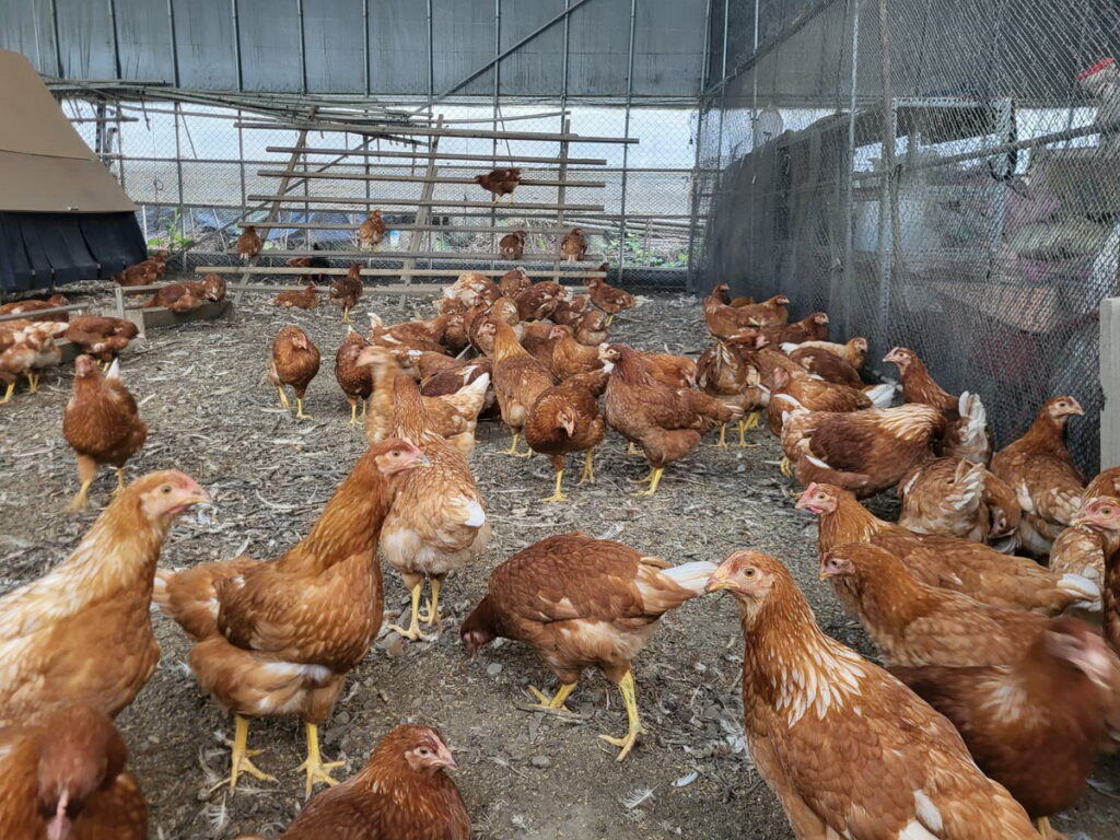 久美雞的毛色和體型都很健康,脖子有一點鼓鼓的,是代表開心吃飽的意思。(芥菜種會提供)