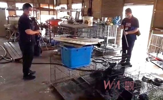 (有影片)/雲林檢警聯手查獲非法狗場 陳男因虐待動物被提起公訴