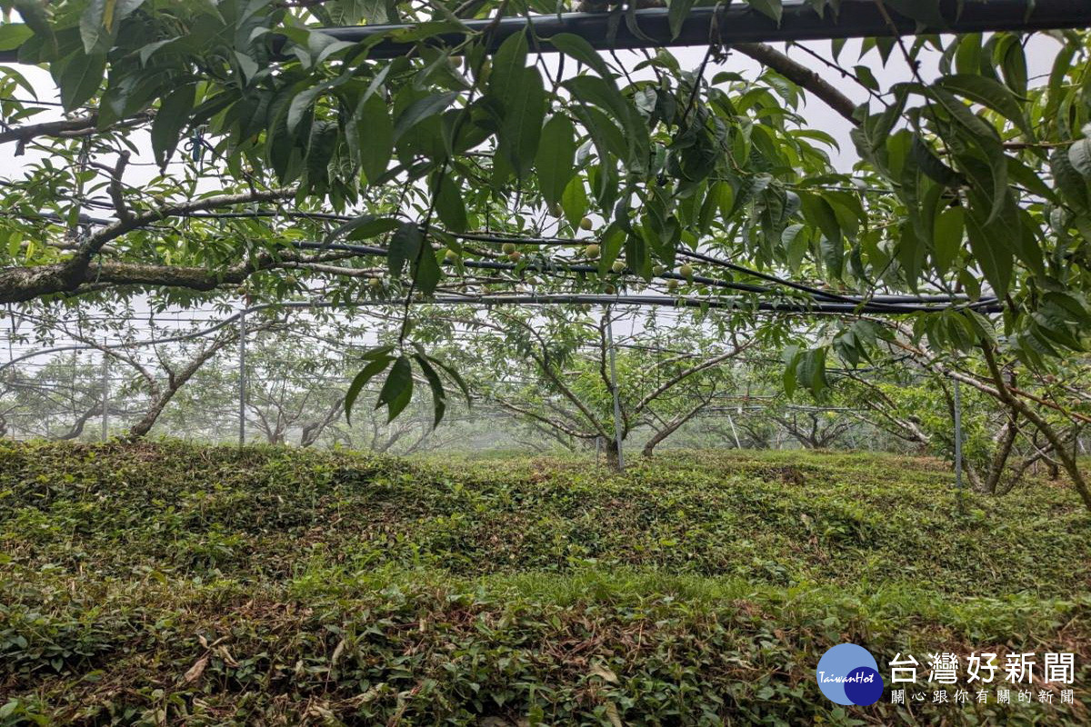 復興區高山水蜜桃受天氣乾旱影響，造成開花不結果或結果不如預期的情況。