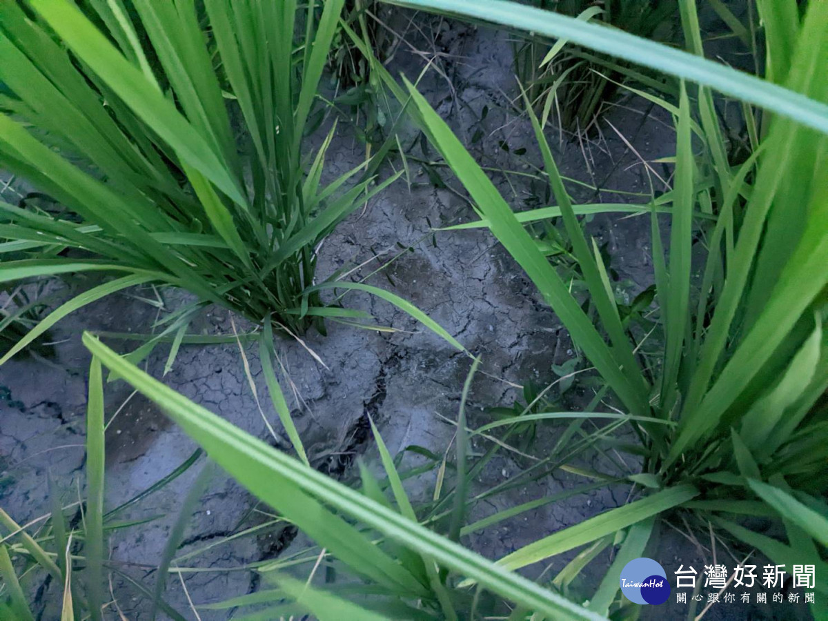農田乾涸嚴重,農民憂心忡忡。