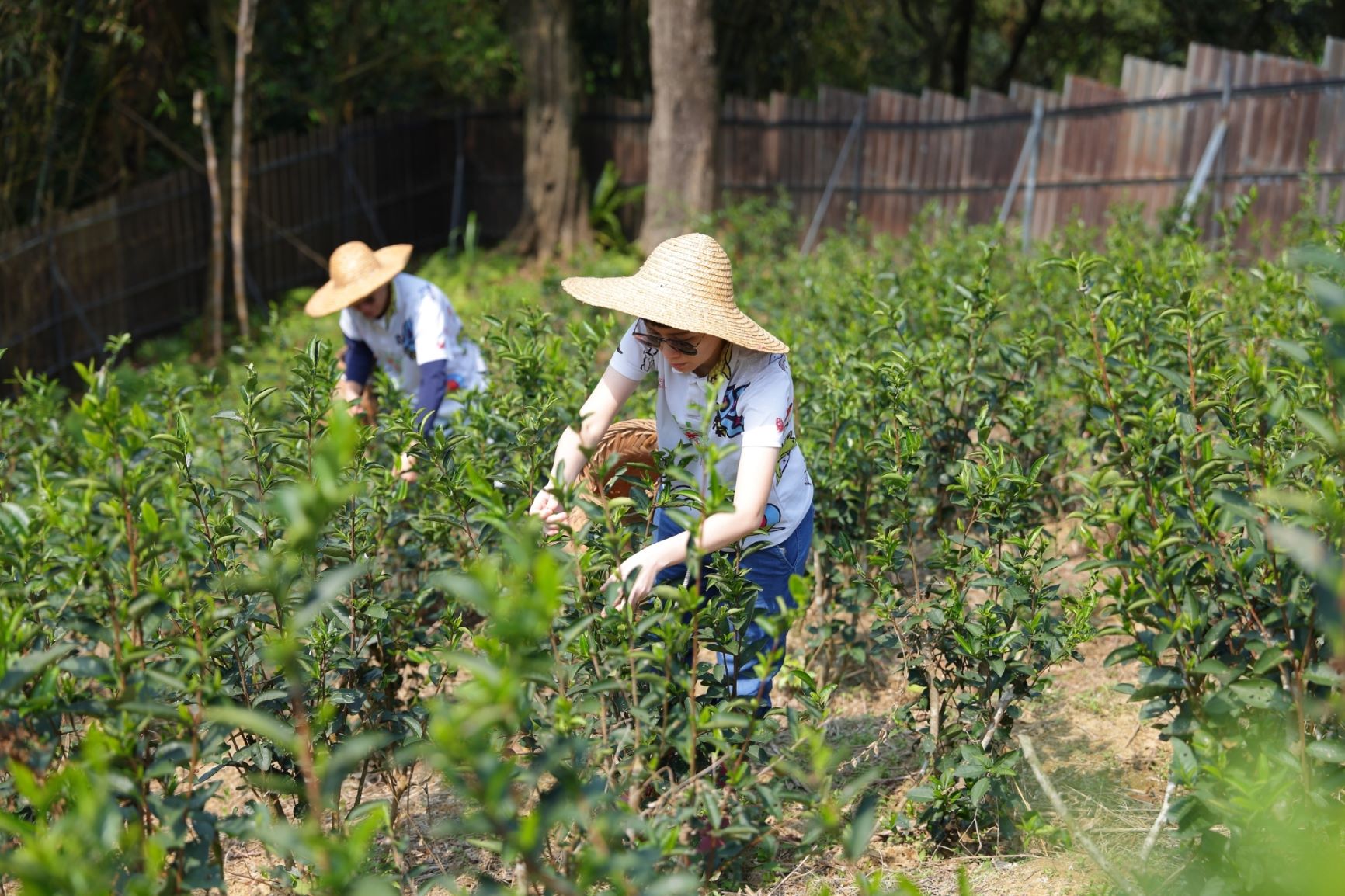 新北谷芳茶園獲「溫室氣體查證」國際認證　成為全國首家通過的農產品初級加工場　邁向淨零碳排