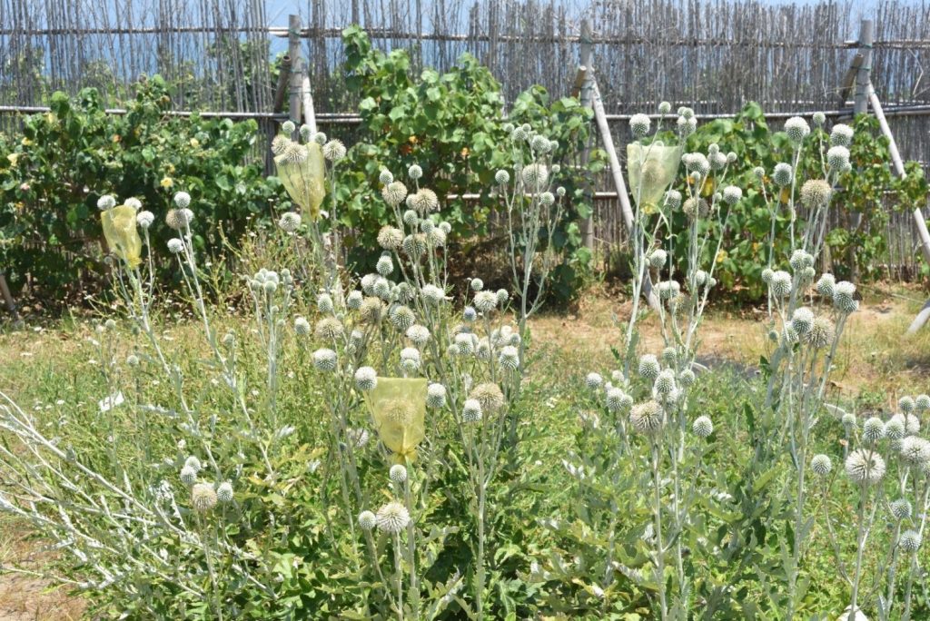 闊別了70年而在苗栗通霄再現,極危等級的受威脅植物--漏盧。(圖/記者黃溎芬翻攝)
