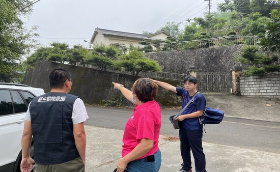 中市潭子區現保育類猛禽黑鳶   農業局籲：勿餵食野生動物