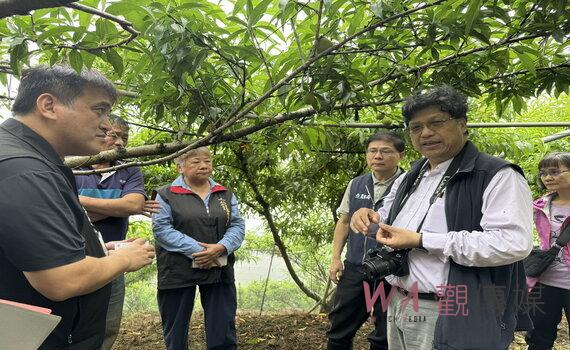 桃園名產水蜜桃受乾旱大量減產 專家會勘將報請中央從優從寬補助