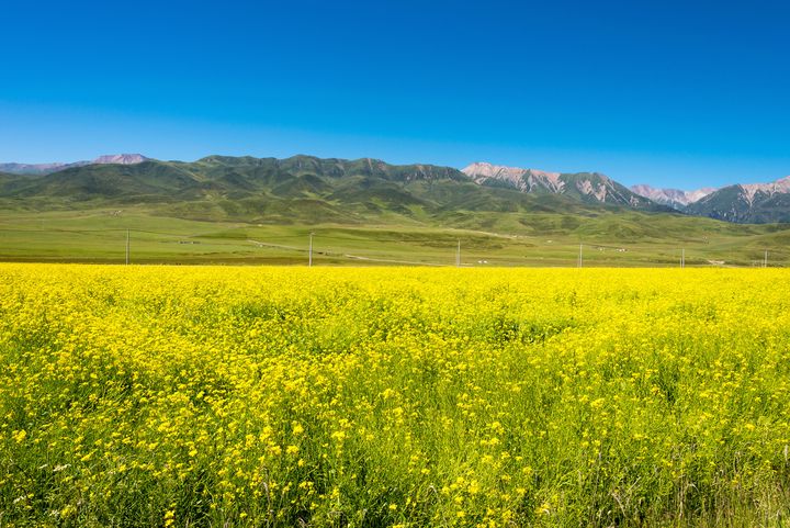 當初夏的風吹進西北大草原 品美麗中華塞外美景