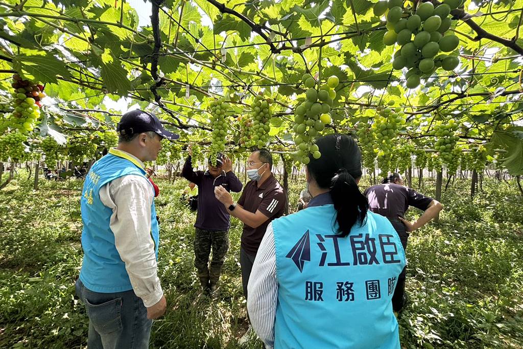 ▲空包彈石頭葡萄影響收成,江啟臣爭取天災現金救助25日啟動申請。(江啟臣提供)