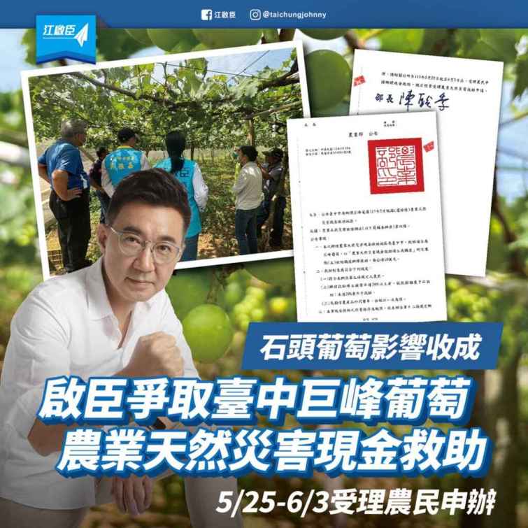 ▲空包彈石頭葡萄影響收成，江啟臣爭取天災現金救助25日啟動申請。（江啟臣提供）