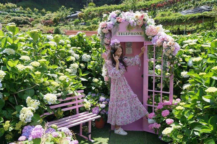 曹家花田香的粉紅電話亭吸引遊客拍照。 圖:台北市政府產業發展局/提供