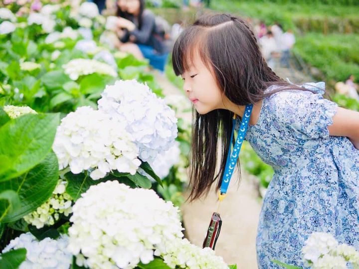 浪漫滿開/初夏竹子湖繡球花海 享受農園童趣好時光