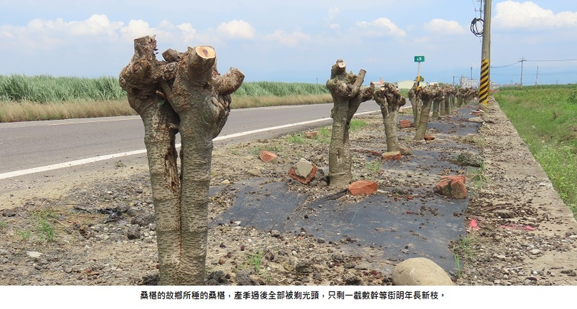 田螺含水等過冬 桑樹剃頭望明年