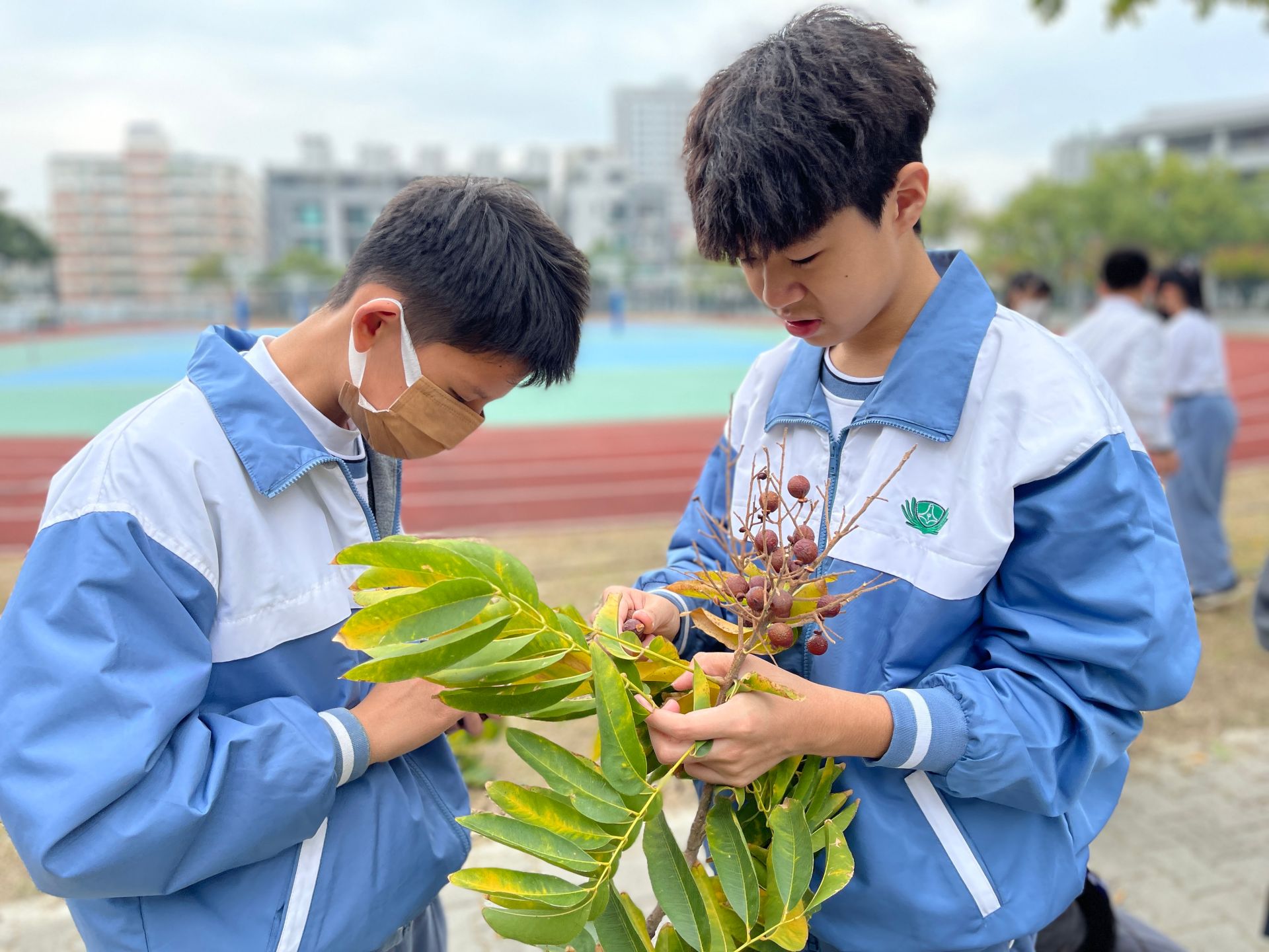 採集校園中的無患子,一一從樹枝上取下。