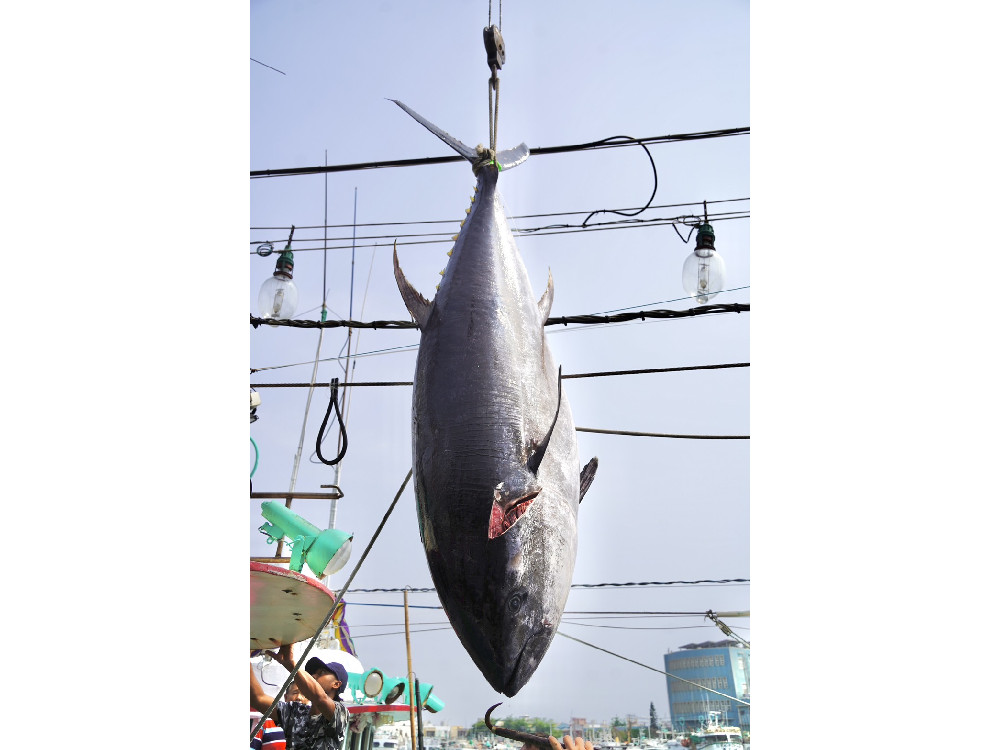 穩定黑鮪魚市場供需及價格 屏縣府促加速興建冷鏈中心