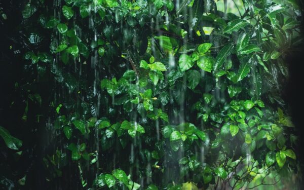 今全台大雨特報,注意外出攜帶雨具。圖/Anik Deb Nath