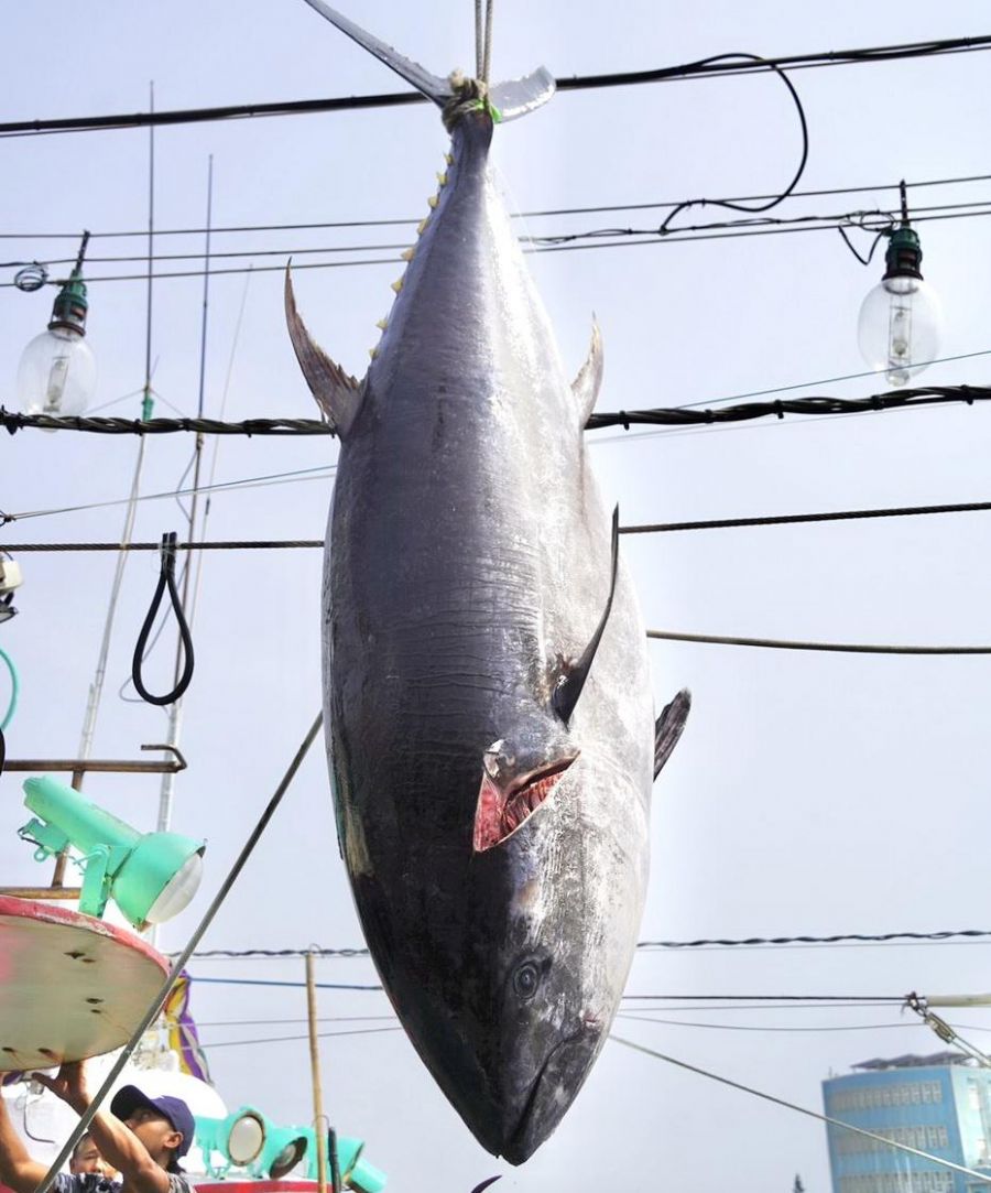 穩定黑鮪魚市場供需及價格 屏縣府促加速興建冷鏈中心