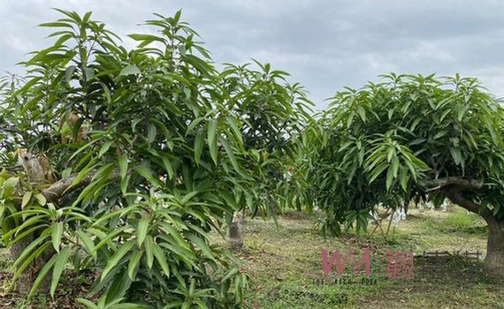 嘉義縣芒果低溫災損現金救助 5月28日至6月6日開放申請