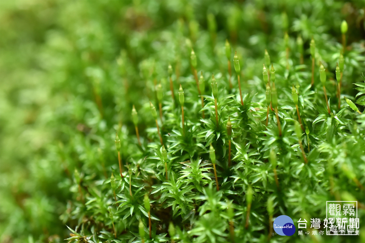 【苔蘚的形態之美】一支支像蠟燭的東西是什麼呢？原來是苔類植物的繁殖構造，稱為「孢蒴」（森之形自然教育團隊提供）