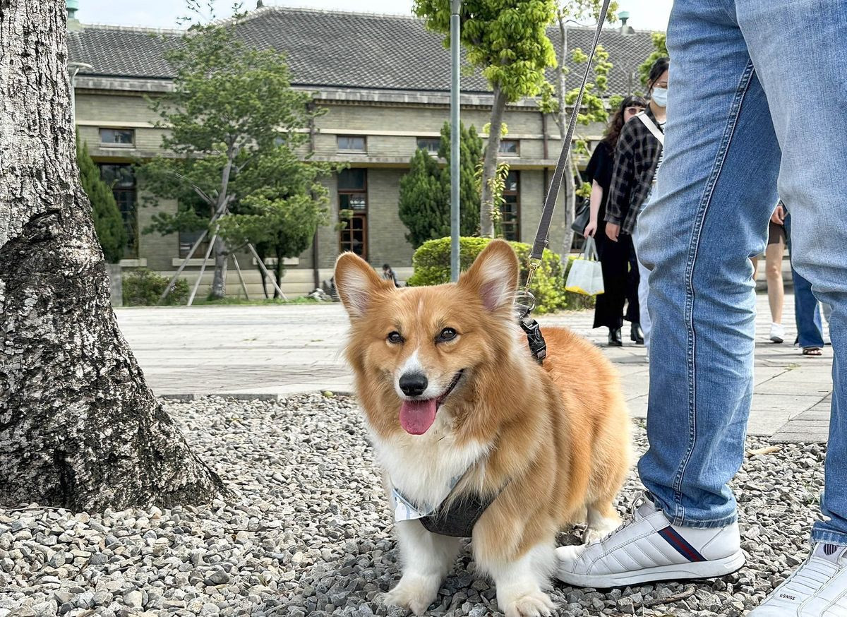毛孩在第三集章處-帝國糖廠旁的公園踏青、玩樂。