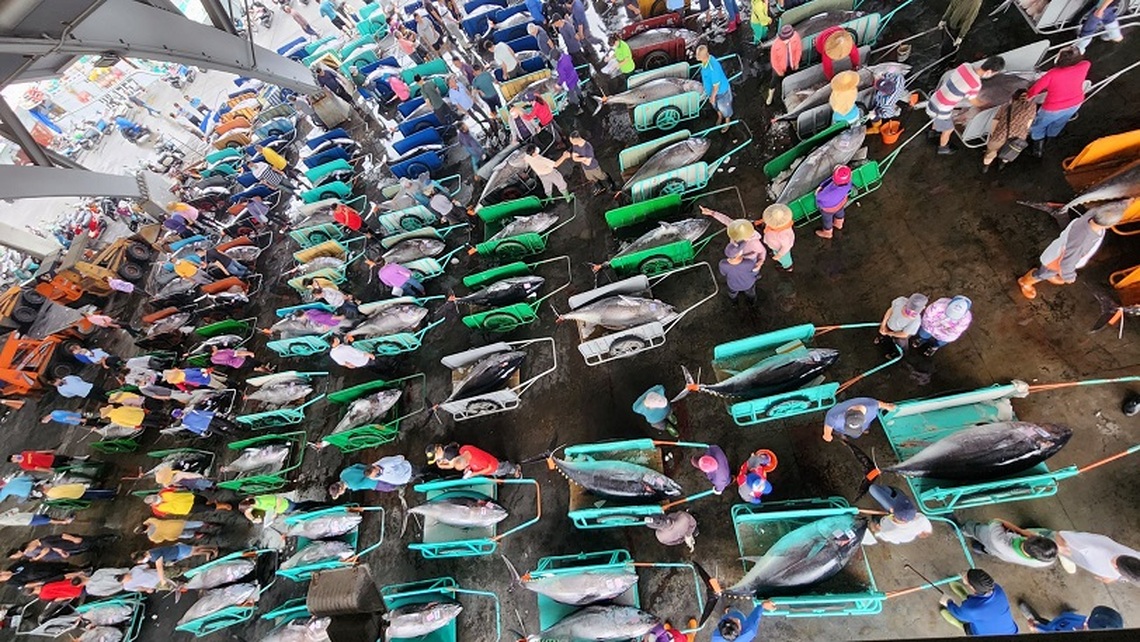 東港生鮮魚市場黑鮪魚爆量  次級魚體保價機制啟動