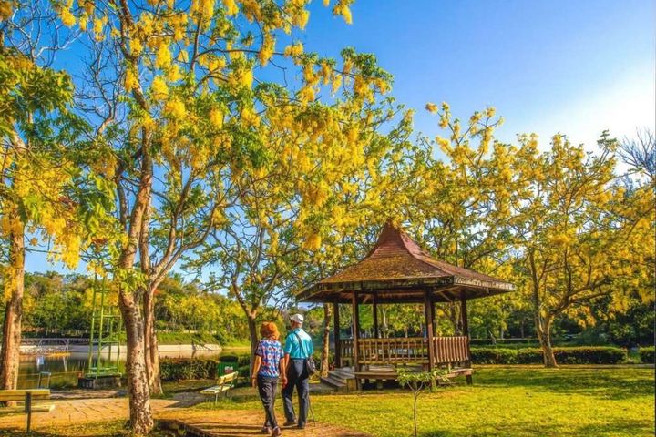 台南正值阿勃勒花季。 圖:台南市政府觀光旅遊局/提供